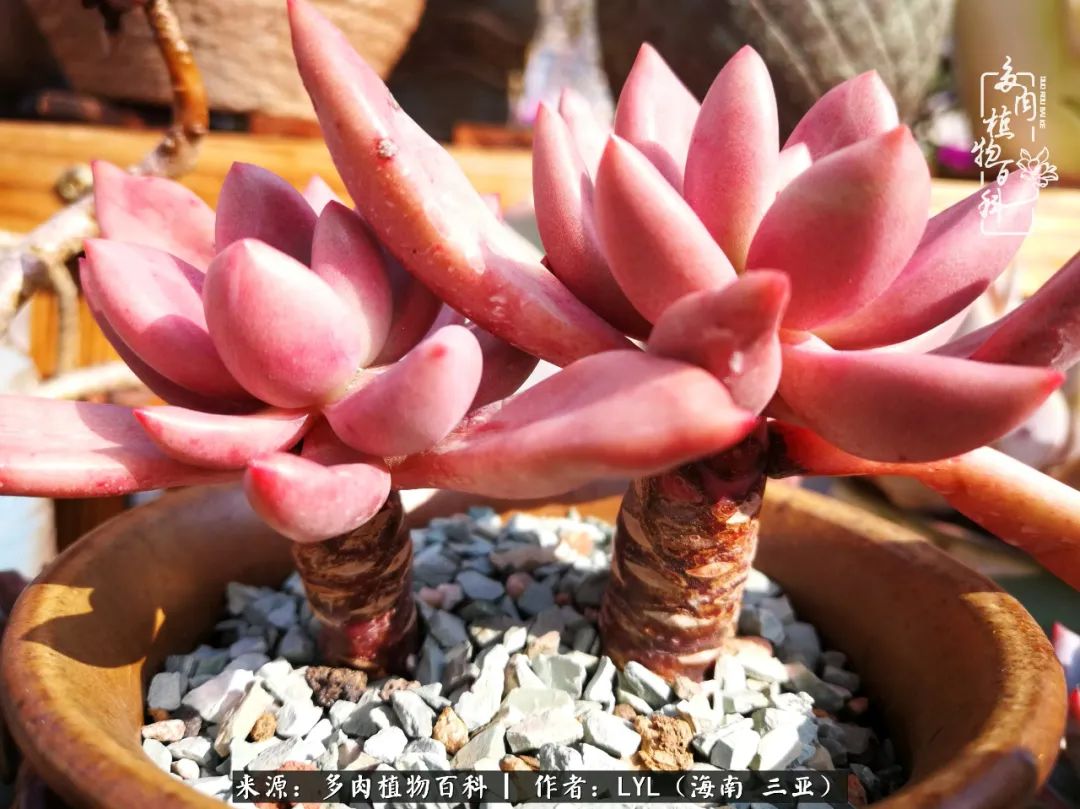 养多肉一年花了3万,养多肉一千多盆