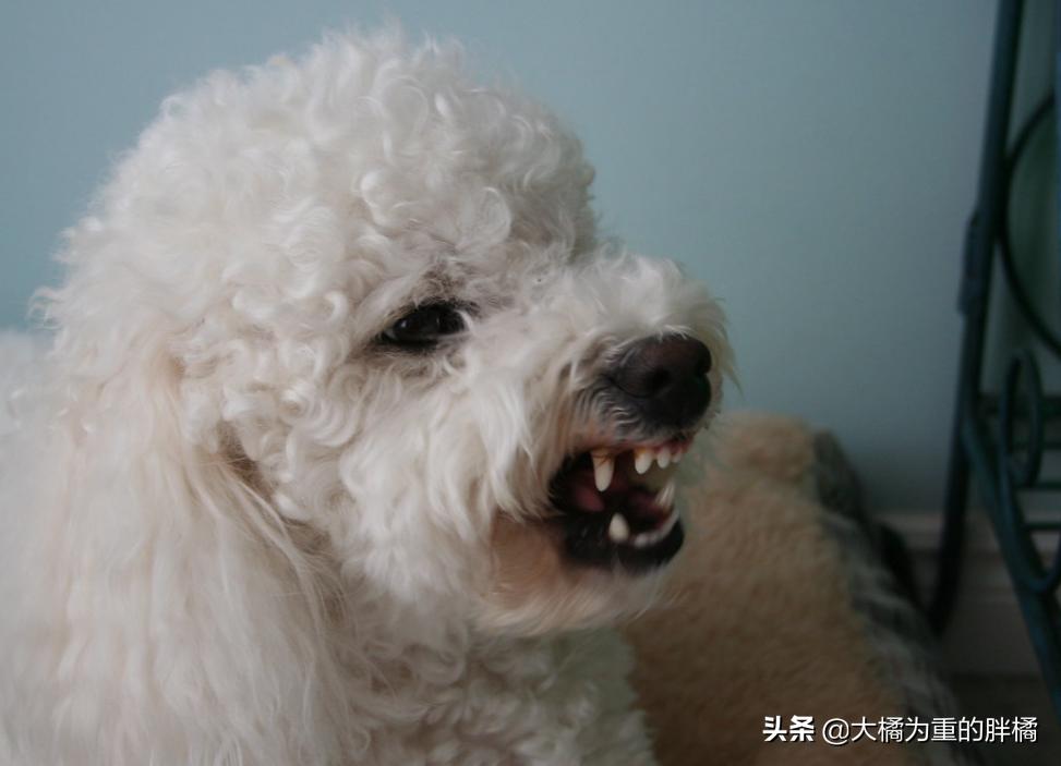 这五种狗别让孩子靠近,十大不宜养的小型犬