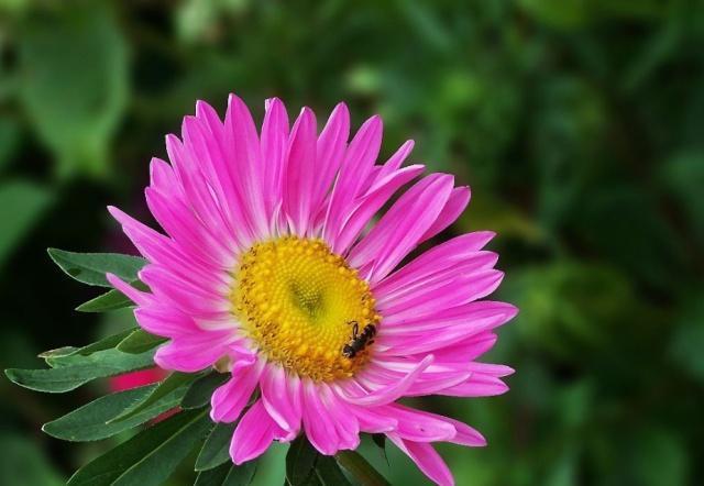 盆栽翠菊花的养殖方法,花卉翠兰盆栽怎么养护