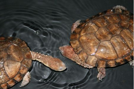 刺颈龟属图片,刺颈龟是保育品种吗