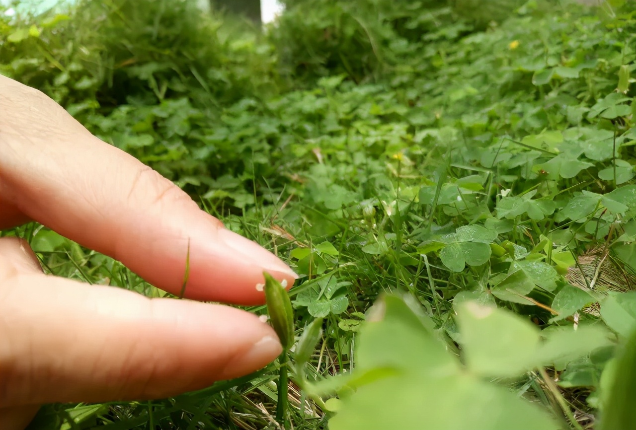 柑橘叶面上红色的虫子,柑橘嫩叶有虫子打什么药