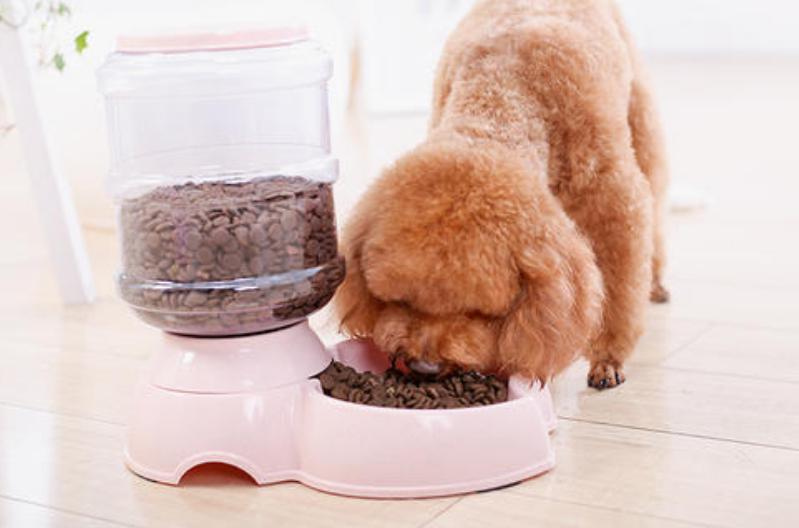 该怎么养好泰迪犬视频教程,养一只泰迪犬一个月花多少钱