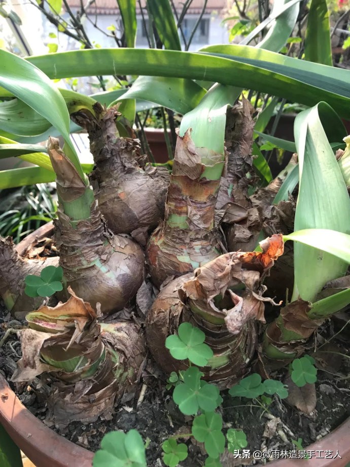 教你让朱顶红爆盆技巧