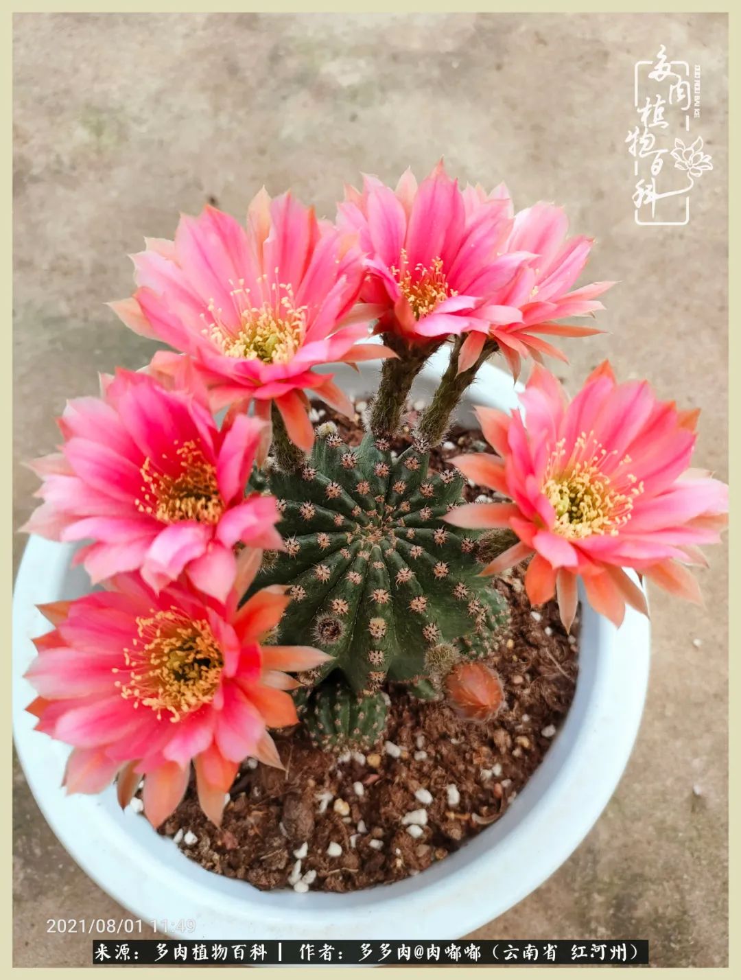 这个春天我们一起去赏花,这个季节我们一起去看花