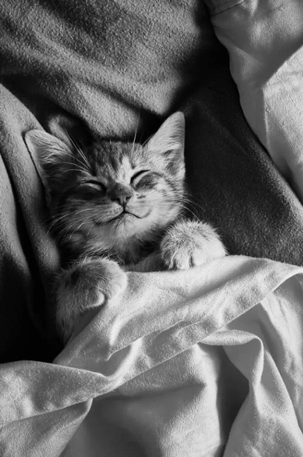 卡通猫咪微笑图片,微笑的猫咪表情包