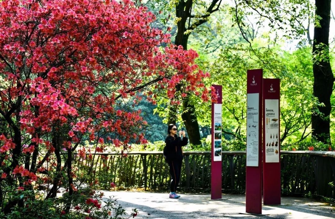 西湖有多美图片,现在的西湖风景怎么样