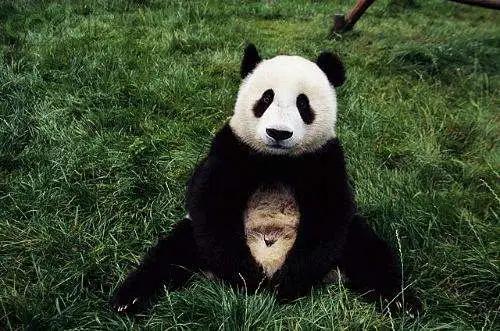 抠肚脐眼里的泥全过程,肚脐眼里的泥又多又硬能不能抠