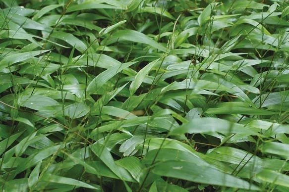 养龟养什么植物,养龟环境种什么植物