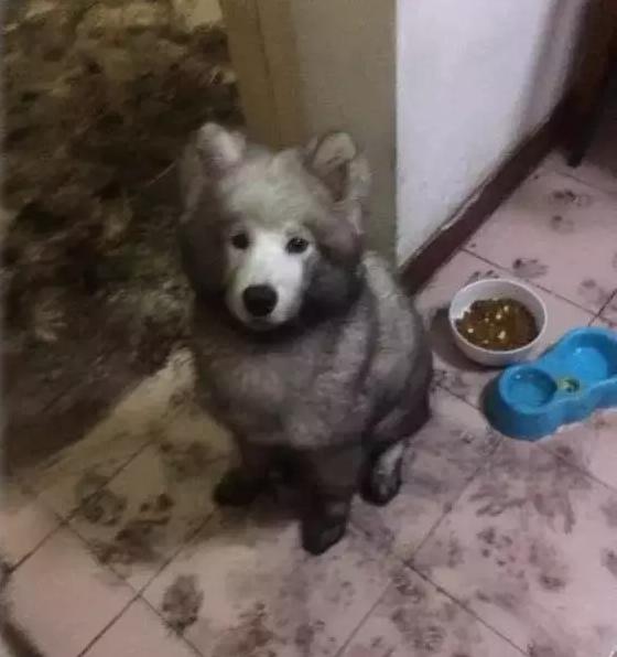 养萨摩耶聪明吗,微笑天使萨摩耶多少钱