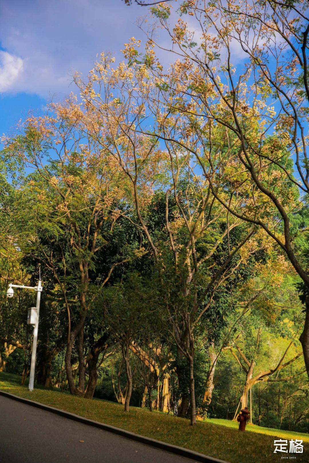莲花山公园网红打卡地,即墨莲花山公园网红打卡地