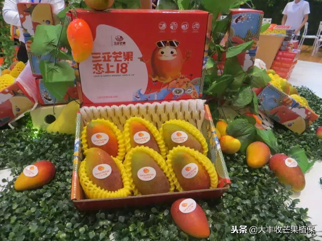 娇小婀娜多姿的贵妃芒，抗病又抗风，货架期长达半年！