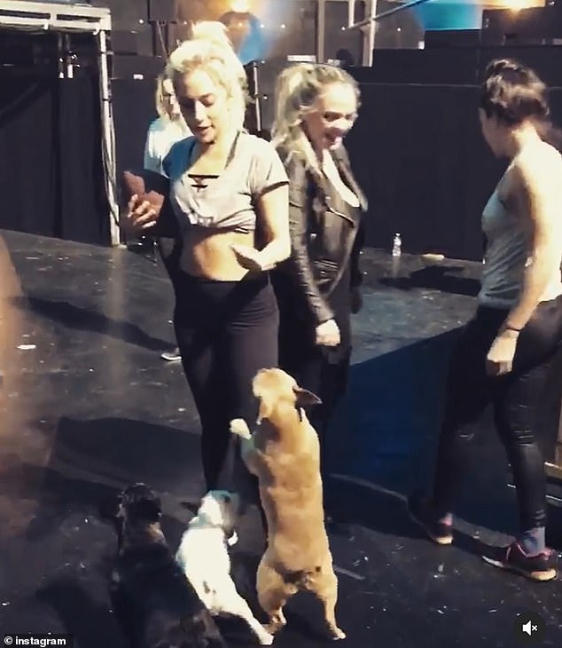 为什么好莱坞明星们都迷恋法斗