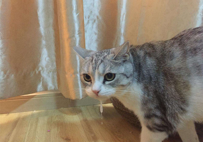 猫咪十大常见疾病及症状,猫咪常见的5种病