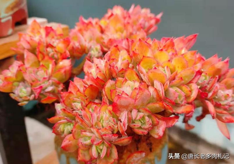 绮罗多肉怎么养出态势,多肉绮罗和碧桃外形的区别