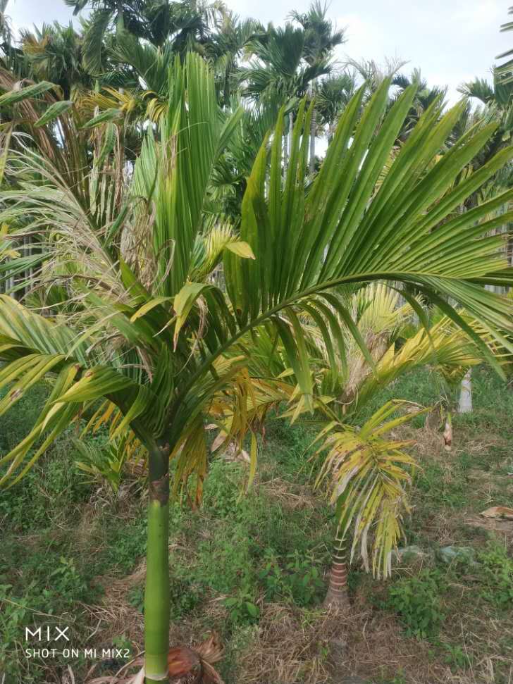 槟榔黄化传播速度有多快,槟榔黄化地还能重头种吗