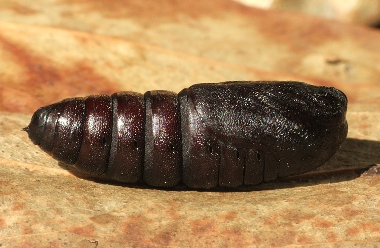 有一种长得很像树枝的昆虫,跟树枝长得很像的昆虫叫什么名字