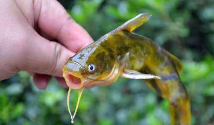 黄颡鱼烂鳃病怎么治,黄颡鱼鳃部病变如何处理