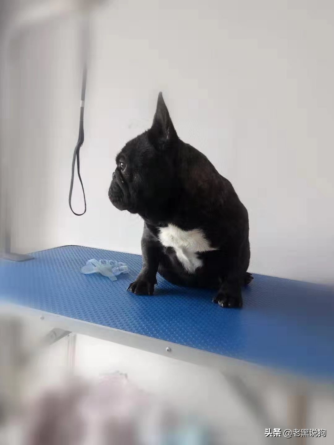 狗狗掉毛一块一块的用什么药,狗狗皮肤变黑掉毛是什么原因