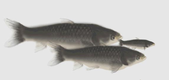 鱼类身上最常见的寄生虫长什么样,23种常见鱼类寄生虫高清图谱