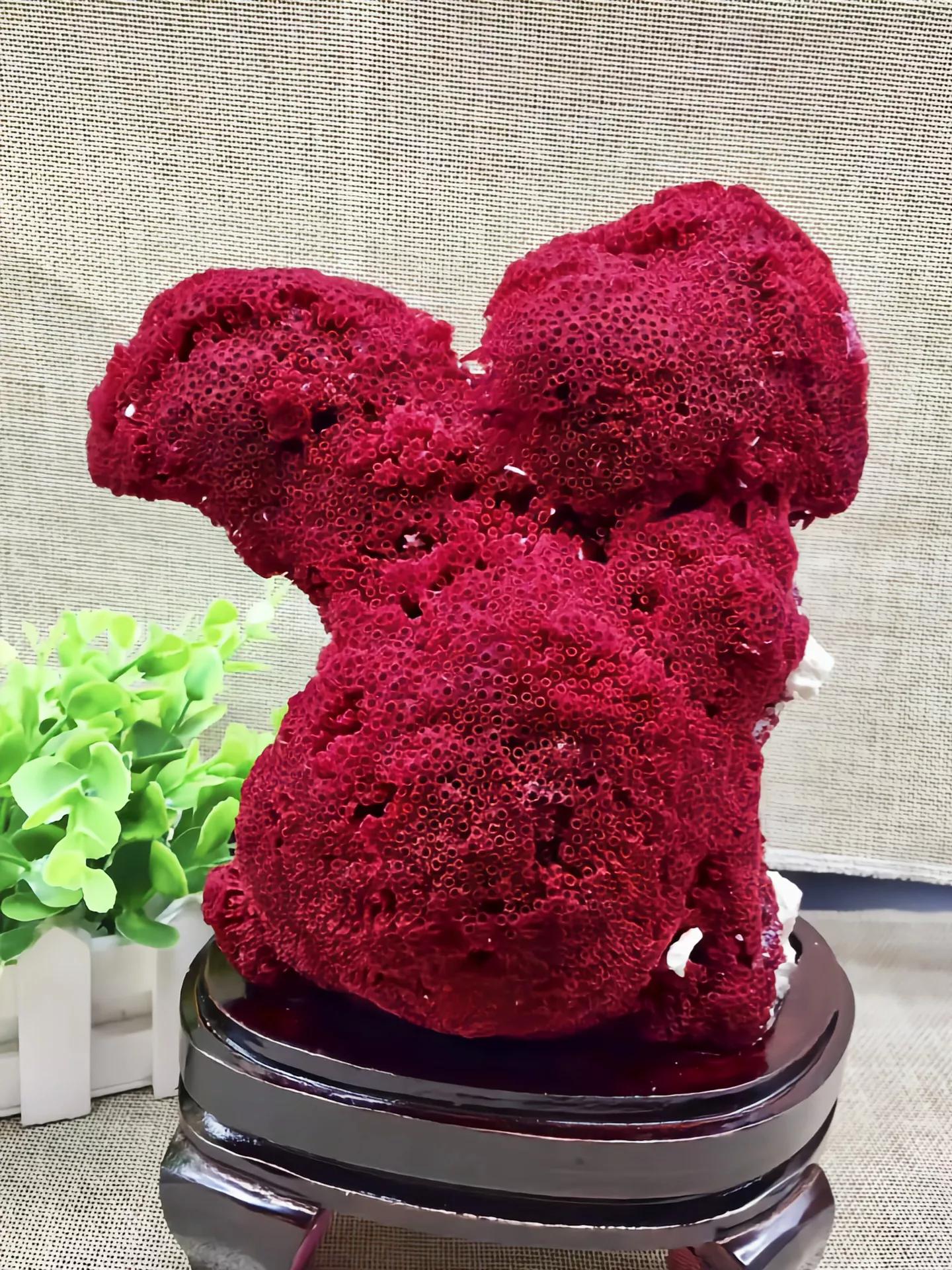 价值上百万！台湾渔*意民**外钓获红珊瑚，谁知竟受国家一级保护