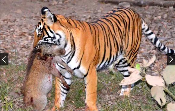 传奇虎王美元男：这只公虎两次作为“单亲奶爸”，养大了两窝虎崽