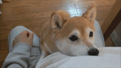 听说！前男友竟然把我的“阿拉斯加”变成了秃驴……