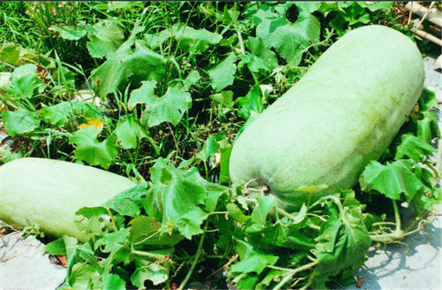 露地冬瓜催芽方法,露地冬瓜整枝管理技术
