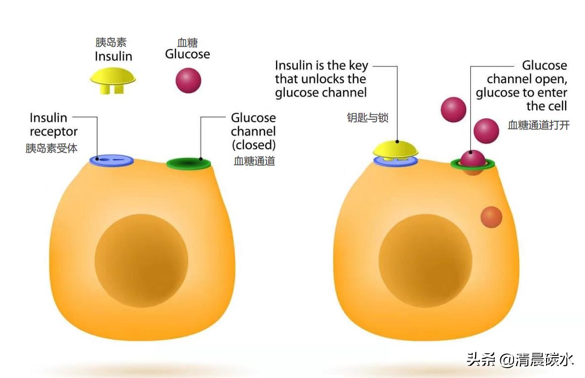 胰岛素与脂肪代谢关系,胰岛素抵抗肥胖的人该怎么吃呢