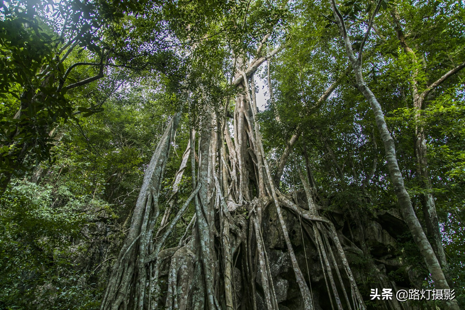 云南仅有的8个5*级A**景区，石林雪山，雨林仙境，都去过的人不多