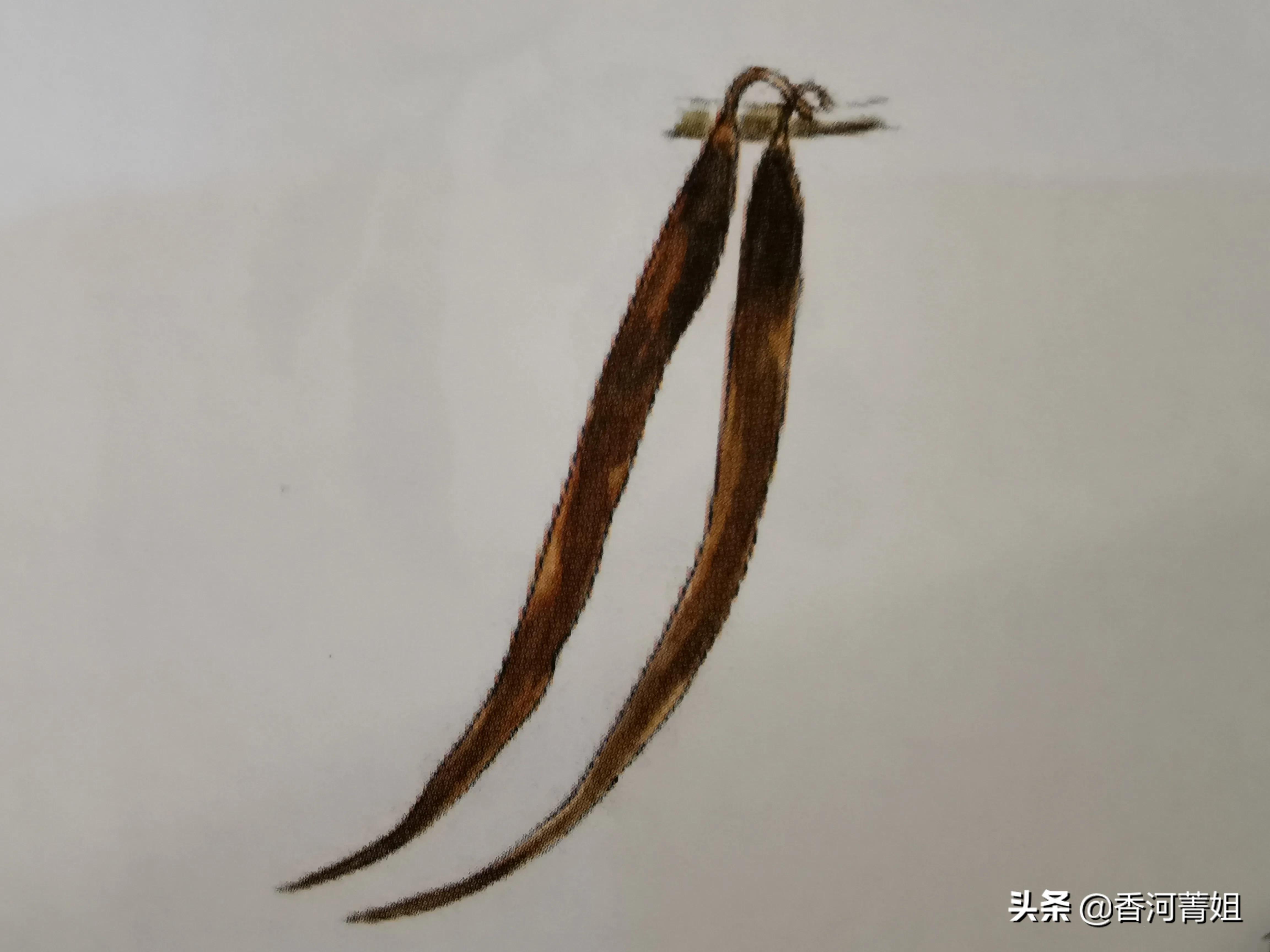 白盾籽木～苦楝树（硬木）