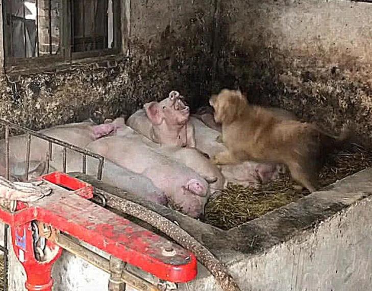 狗狗偷溜进屋,狗狗偷猪圈