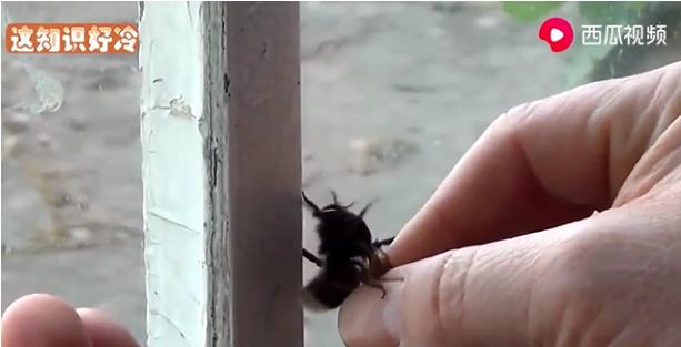 蜜蜂为什么蜇人视频,为什么蜜蜂蜇人要杀死