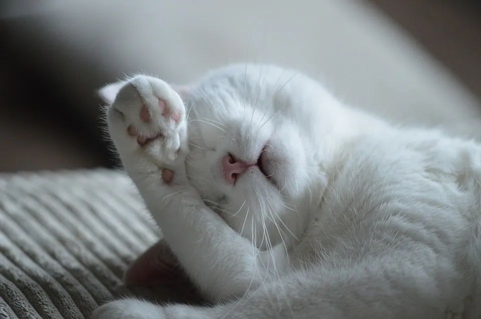 新手铲屎官养猫必备清单,养猫必备神器猫咪用品超便宜