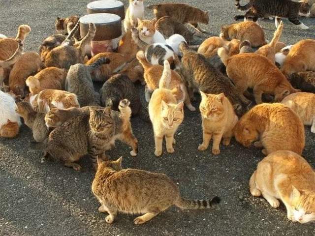 日本猫岛撸猫必备短片,日本东京免费撸猫的地方
