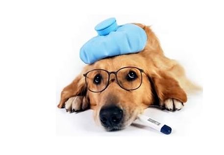 狗狗感冒可以喂普安特吗,狗狗生病可以喂阿苯达唑吗