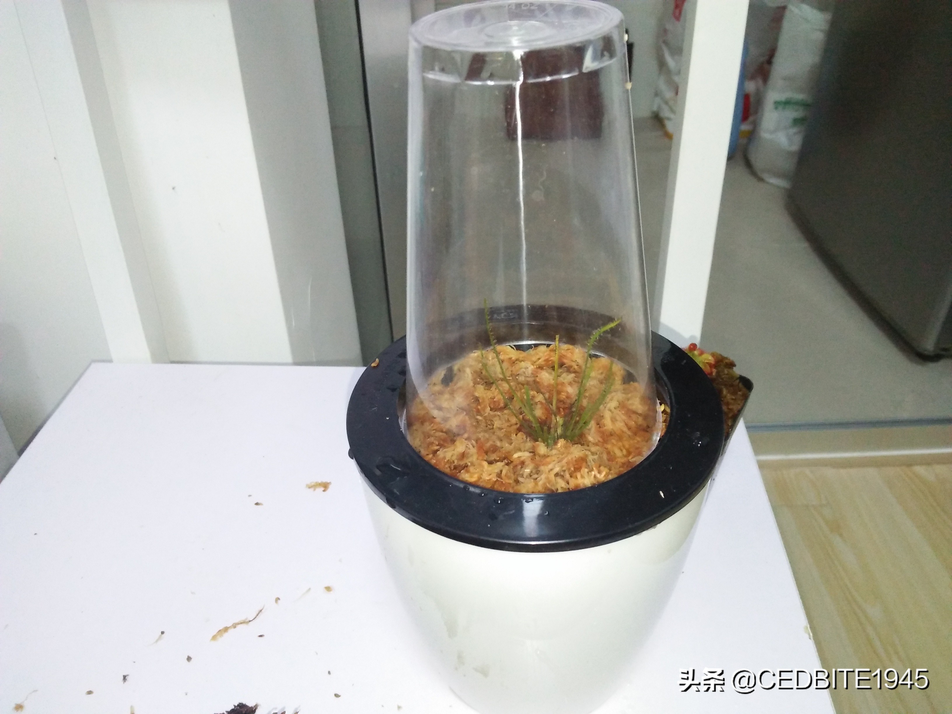 捕虫效率最高的食虫植物——茅膏菜种植攻略