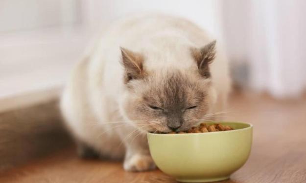 养猫攻略16件养猫好物推荐,养猫必备攻略