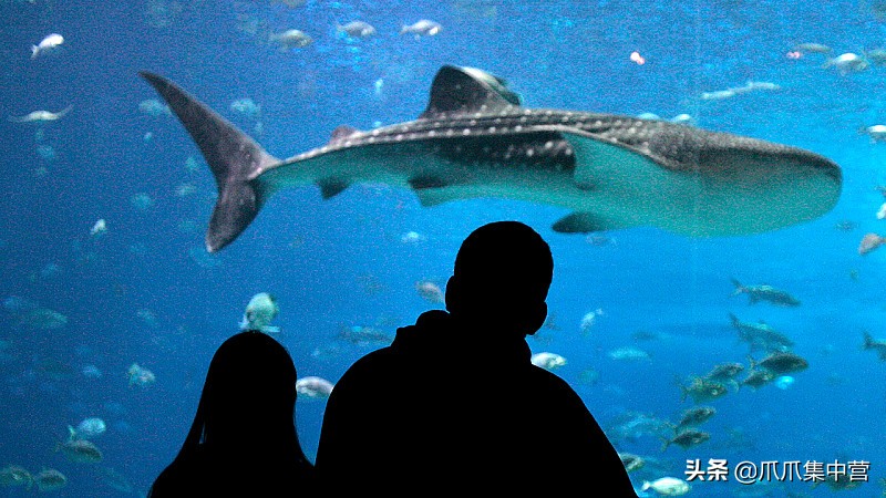人工养殖鲨鱼死了怎么办,人工饲养虎鲸为啥短命
