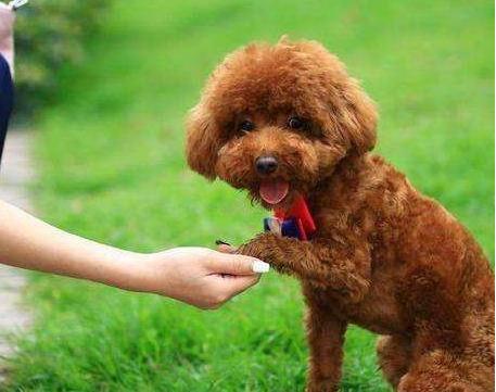 泰迪犬如何训练,泰迪犬要怎么训练