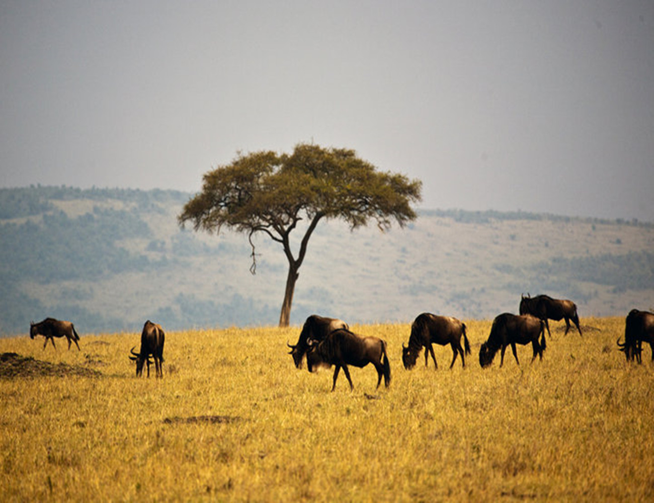 非洲红茶,肯尼亚红茶