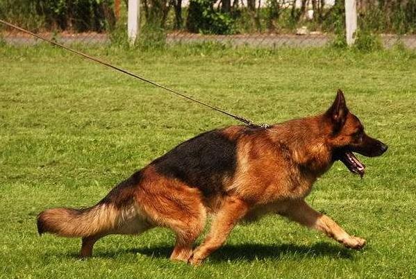 养牧羊犬最怕什么,养马犬好还是养德国牧羊犬好