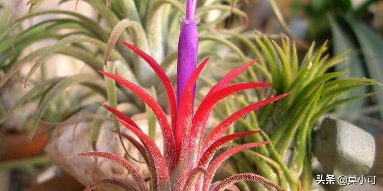空气凤梨干枯如何救活,空气凤梨叶子尖干