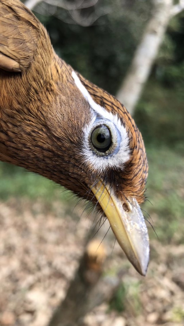 挑选生头画眉鸟,如何挑选画眉鸟饲料