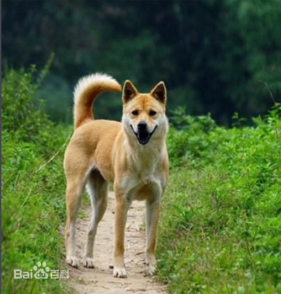 不掉毛无体味性格温顺的小型犬,宠物狗大全表