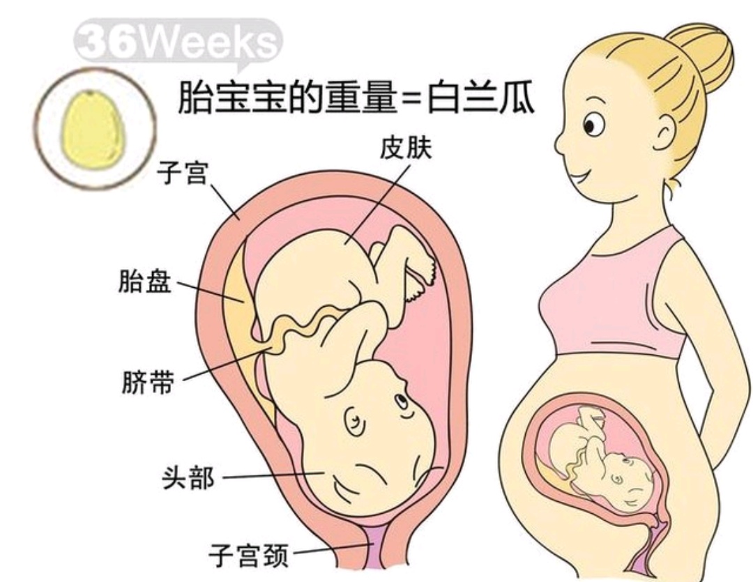 孕29周加三天胎儿发育情况,孕九周零3天胎儿的发育怎么样