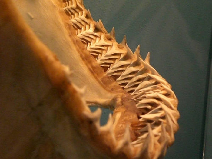 狗狗换牙会掉多少颗牙,狗换牙原来的牙齿没掉怎么办