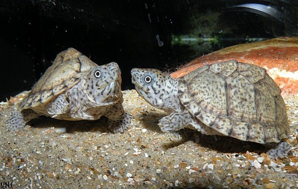 匠志萌宠乐园教学,匠志萌宠