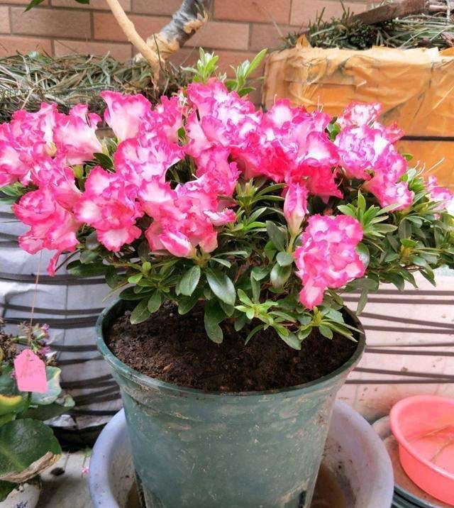 杜鹃花怎么养不长虫,杜鹃花怎么养才不掉枝呢