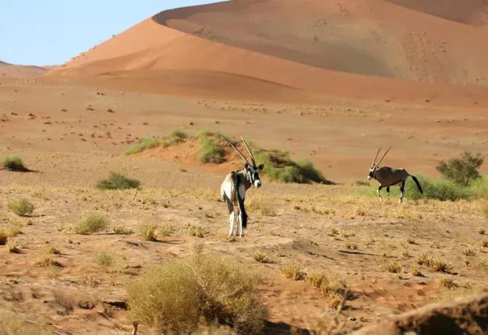 一半是沙漠一半是绿洲,一半沙漠一半海洋