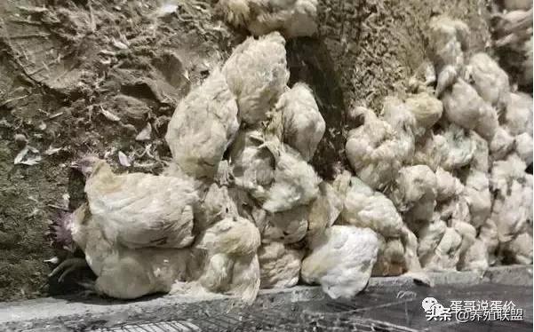 这么一大堆死鸡，该谁负责？